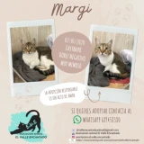 Adopta a Margi