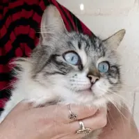 Adopta a Estela