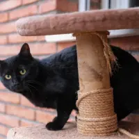 Adopta a Sia