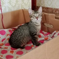 Adopta a Hermes
