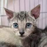 Adopta a Senku
