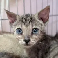 Adopta a Senku