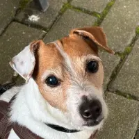 Adopta a Milo
