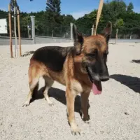 Adopta a Sissí
