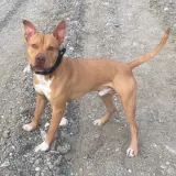 Adopta a Tyson