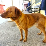 Adopta a Rista