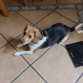 Togo