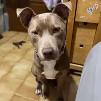 Adopta a Lilac