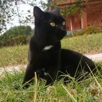 Adopta a Fito