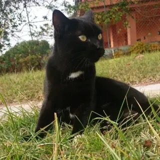 Fito