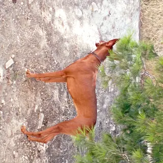 Vega