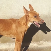 Adopta a María