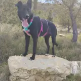 Adopta a Tina