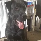 Adopta a Negreton