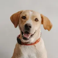 Adopta a Brenda