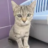 Adopta a Nina 4*