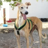 Adopta a Vanir