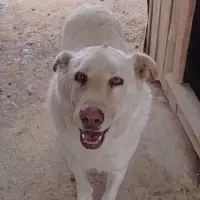 Adopta a Sur