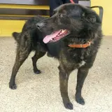 Adopta a Terry