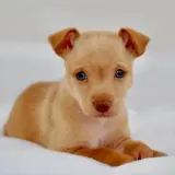 Adopta a Gin