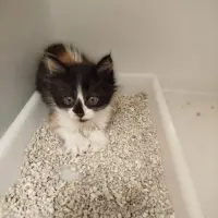 Adopta a Mar