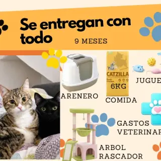 Bere
