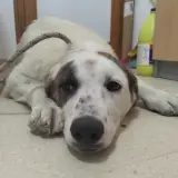 Adopta a Sancho
