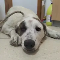 Adopta a Sancho