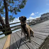 Adopta a Hulk