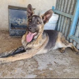 Adopta a Robb