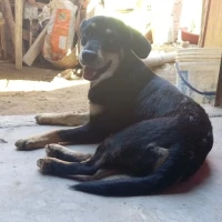 Adopta a Ariana Sahory Pérez Carranza