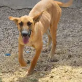 Adopta a Gretel