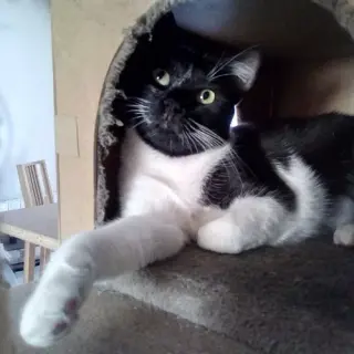 Lele