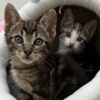 Adopta a Margarita Y Blackie