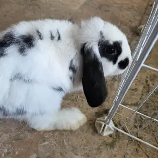 Oreo