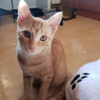 Adopta a Newt