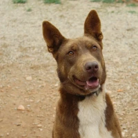 Adopta a Lily