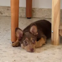 Adopta a Canela