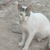 Adopta a Copito