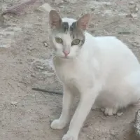 Adopta a Copito