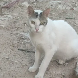 Copito