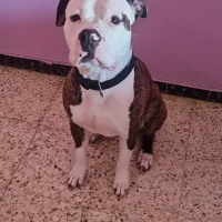Adopta a Max