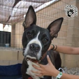 Adopta a Piratilla