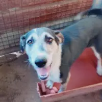 Adopta a Lary