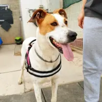 Adopta a Moka