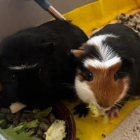 Adopta a Machete Y Chancleta