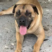 Adopta a Tomas