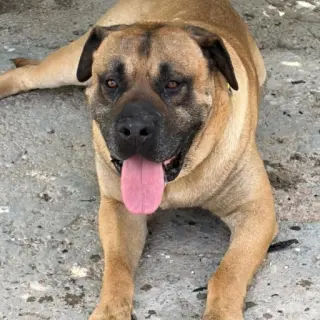 Tomas