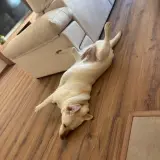 Adopta a Mía