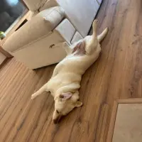 Adopta a Mía